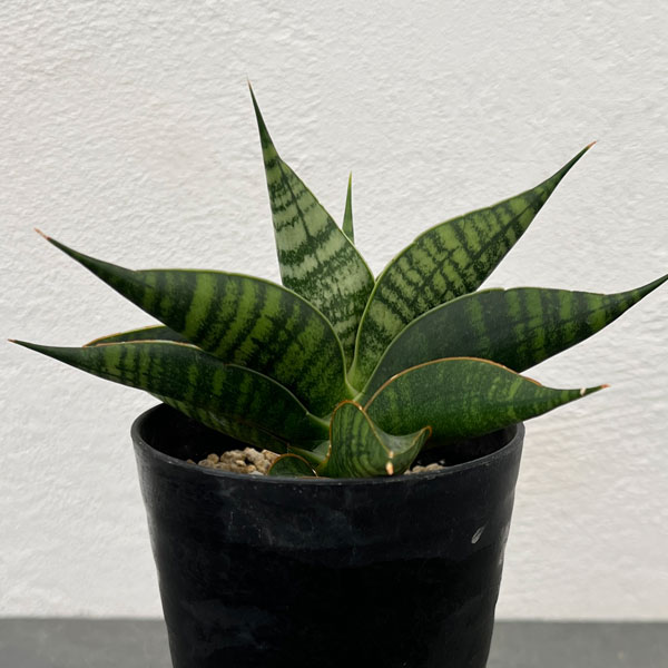 サンセベリア：ミラージュ（ムトモ×バリー×ボンセレンシス）3号鉢植え*