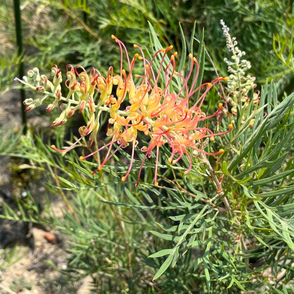 グレビレア：ココナッツアイス10号地中ポット植え樹高1m