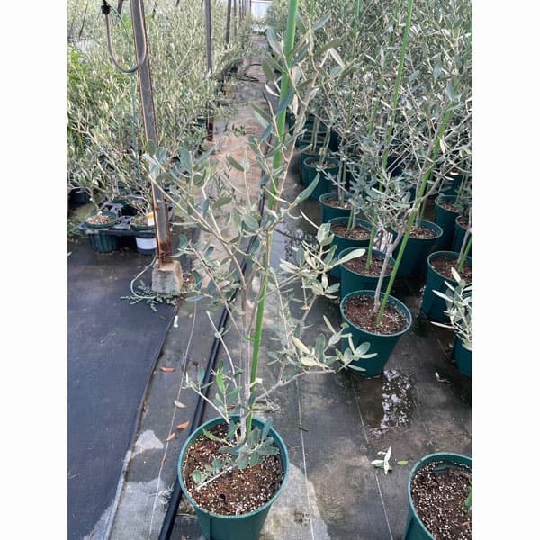 [25年9月中下旬予約]オリーブ：グリニャン　8号鉢植え
