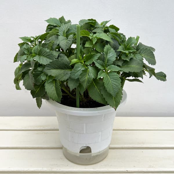 (わけあり特価)ダリア:レモンミルク6号鉢植え