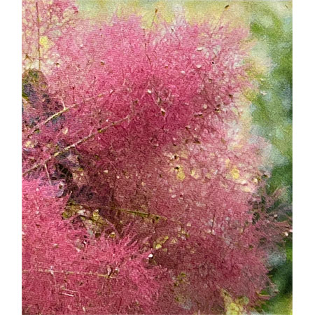 スモークツリー：マジカルレッドフォンテン4-4.5号ポット