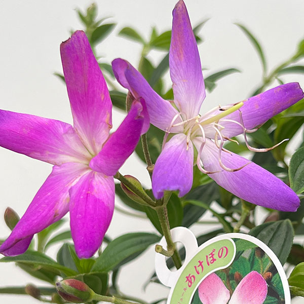 ノボタン：あけぼの5号鉢植え