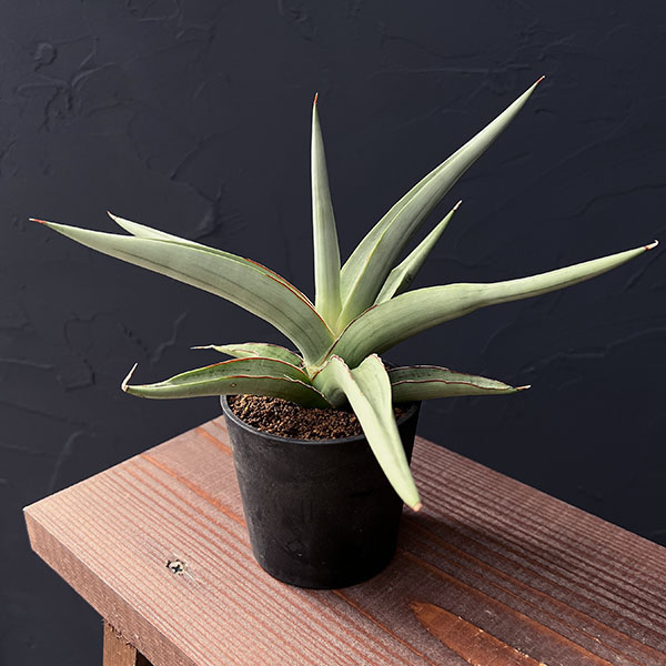 サンセベリア：スワンダンス　2.5号鉢植え