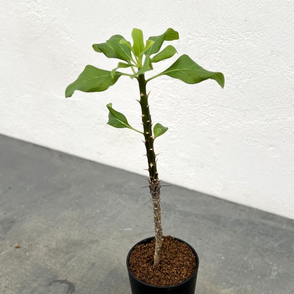 フォーキエリア:sp 2.5号鉢植え