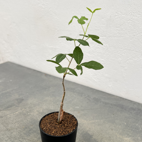 コミフォラ:sp.5 ノーザンマダガスカル 2.5号鉢植え