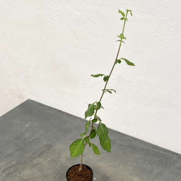 コミフォラ:sp.Langobaya tala 2.5号鉢植え