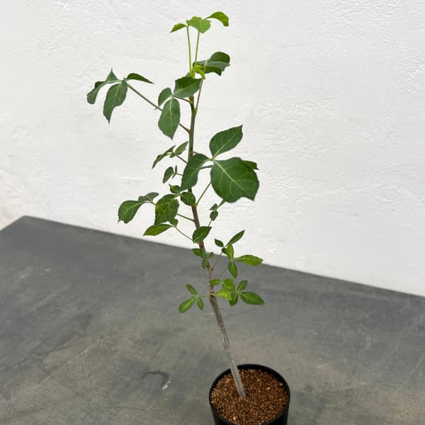 コミフォラ:アフリカーナルブリフロラ 2.5号鉢植え