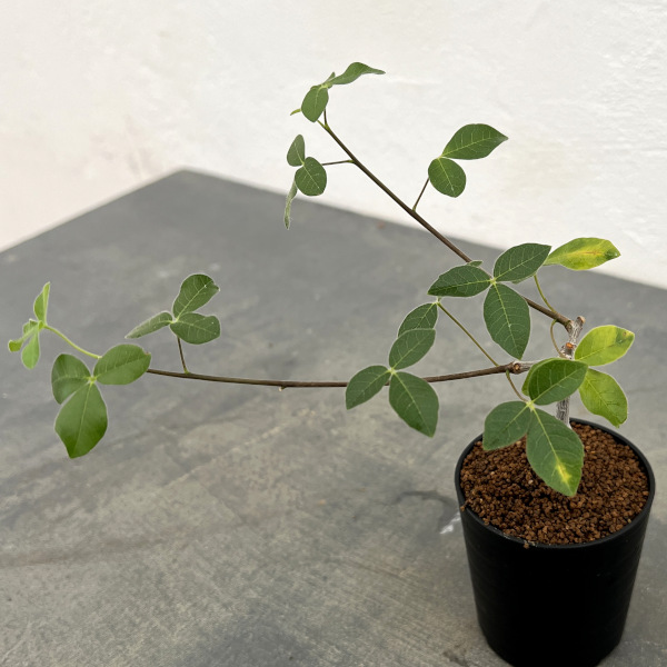 コミフォラ:sp.sff humbertii 2.5号鉢植え