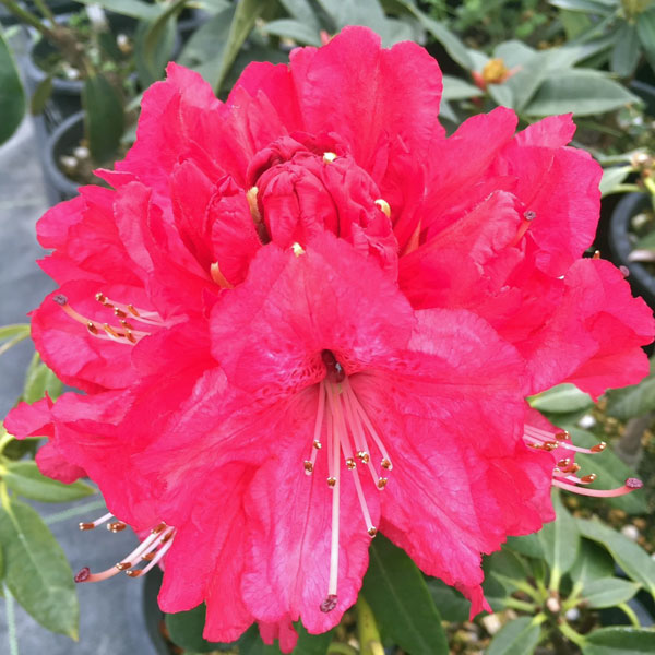 シャクナゲ（石楠花）：紅富士（ベニフジ）5号鉢植え