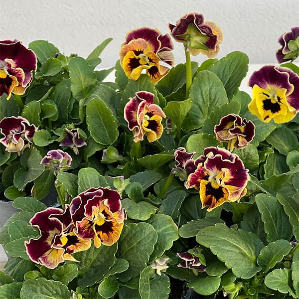 春待ちビオラ　MSKガーデン小輪バタフライフリンジビオラ：エンジェルウィング　イエローバイカラー3号ポット