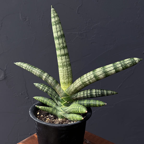 サンセベリア：ボンセレンシス　3号鉢植え*