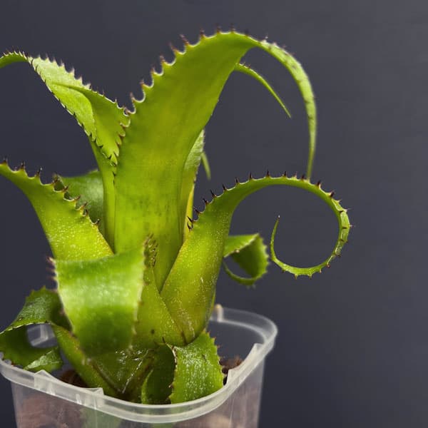 ネオレゲリア:ムーレアナ 3号鉢植え