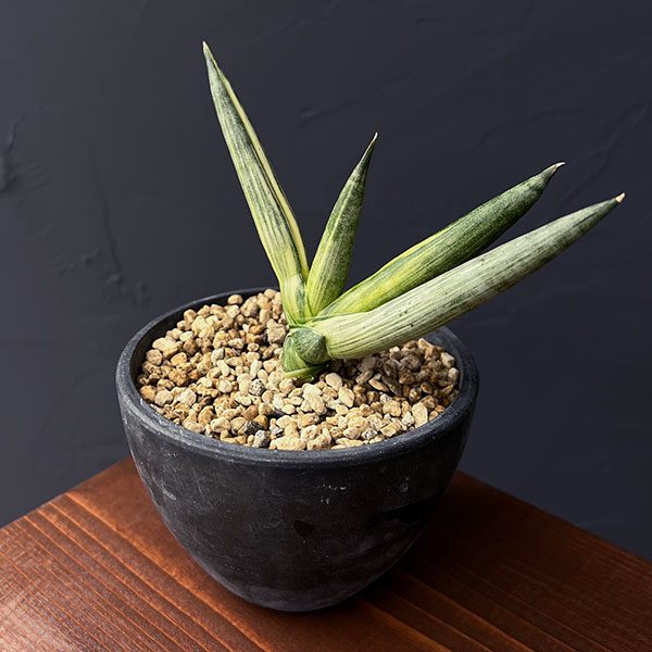 サンセベリア:ボンセレンシス スノーホワイト 3.5号鉢植え25-02