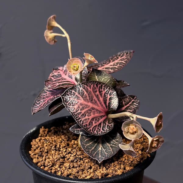 ユーフォルビア:フランコイシー 3号鉢植え25-14