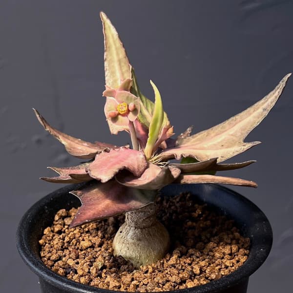 ユーフォルビア:フランコイシー 3号鉢植え25-17