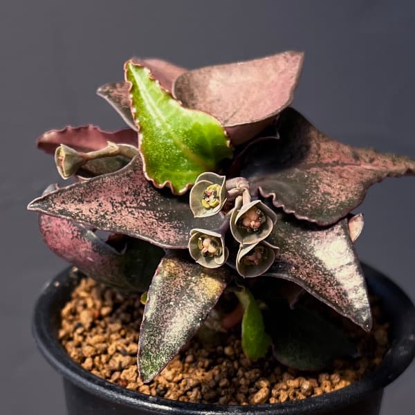ユーフォルビア:フランコイシー 3号鉢植え25-18