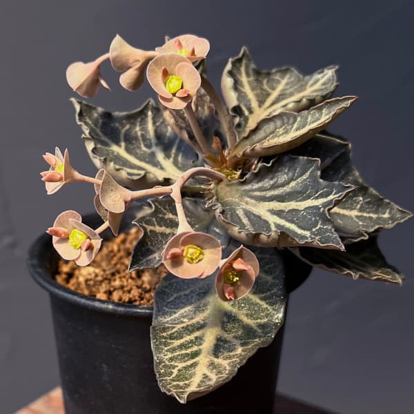 ユーフォルビア:フランコイシー 3号鉢植え25-20