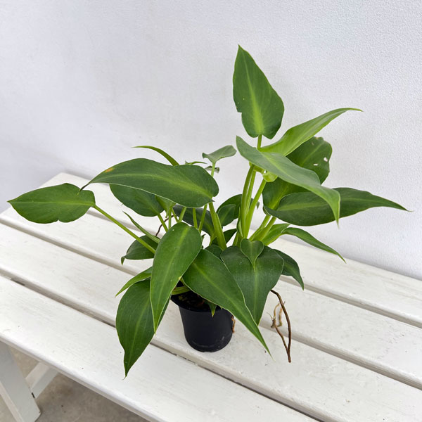 フィロデンドロン:マハラジャ 3号鉢植え*