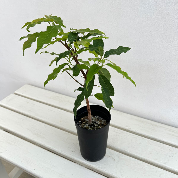 フィカス:コンシンナ 3号鉢植え