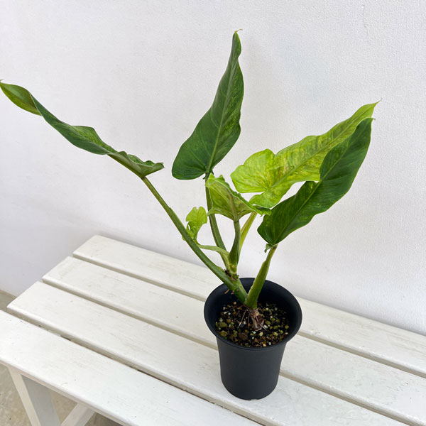 フィロデンドロン:サブハスタータム(斑入り) 4号鉢植え*