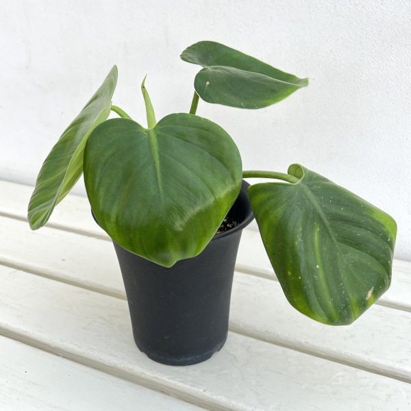 フィロデンドロン:ピッチェリー 4号鉢植え