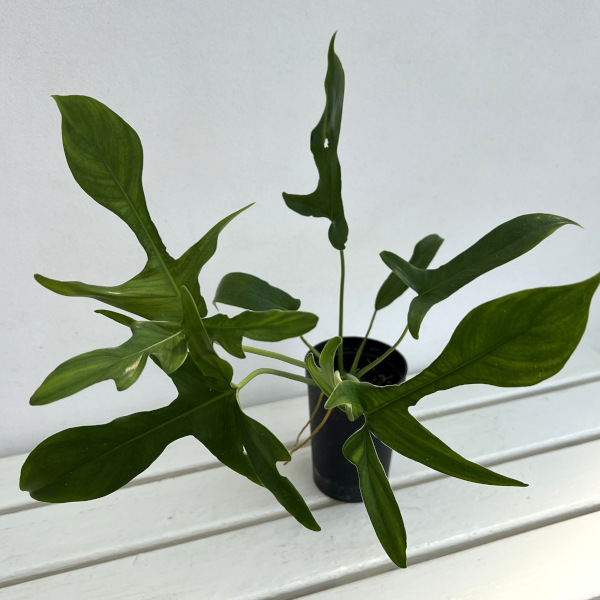 フィロデンドロン:ペダツム 3号鉢植え
