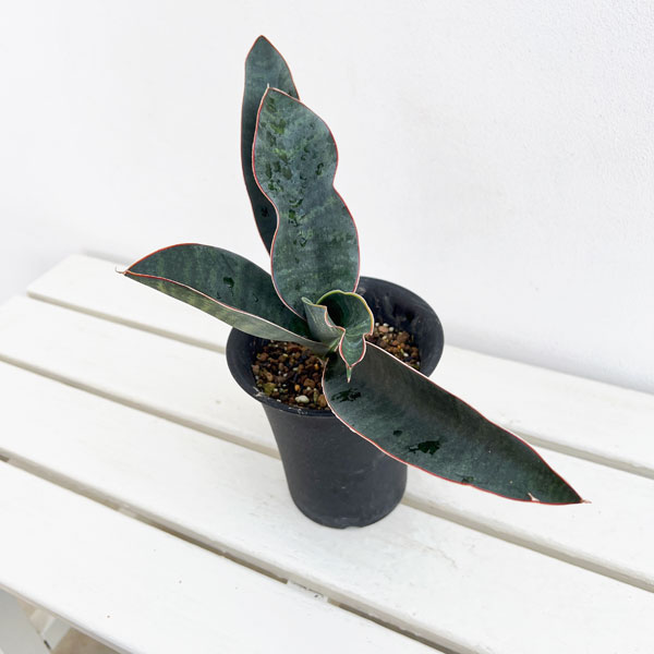 園芸ネット本店｜サンセベリア：フォースカオリアーナ 4号鉢植え の