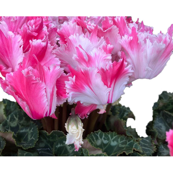 [25年12月上中旬予約]シクラメン：ファイヤーエンジェル5号鉢植え