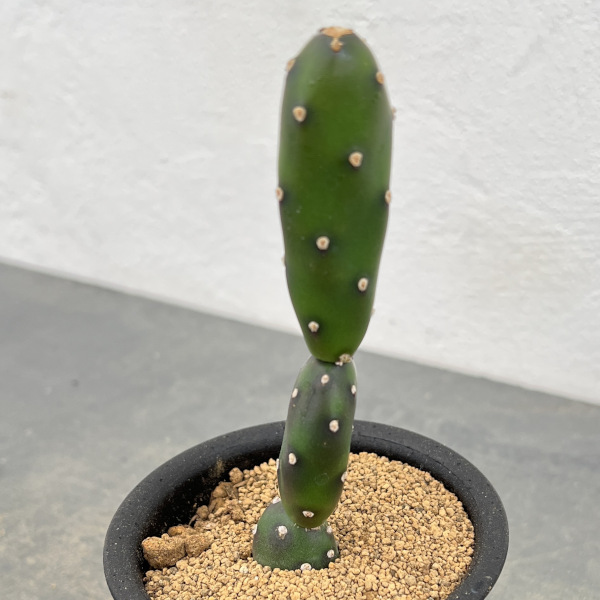 サボテン:オプンチア 墨こけし 3号鉢植え