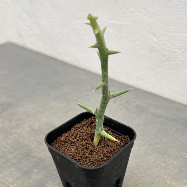 アデニア:Mana’s farmのグロボーサ 2.5号鉢植え