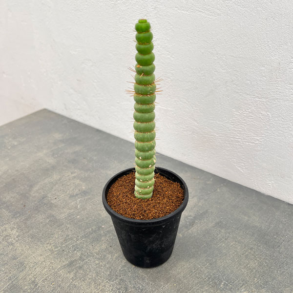 サボテン:ユーリキニア カスタネア スピラリス 3.5号鉢植え
