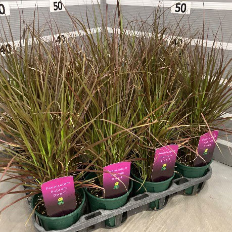 ペンニセツム(ファウンテングラス):ルブラムドワーフ4号鉢植え