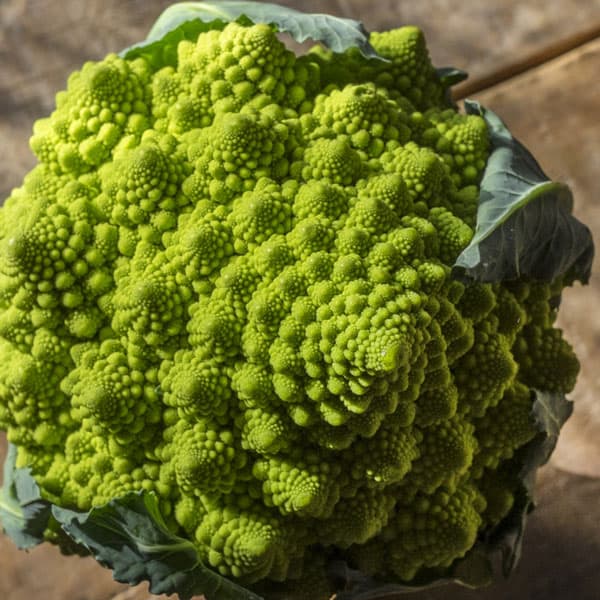[送料無料]花野菜珊瑚礁　うずまき2.5号ポット40株セット