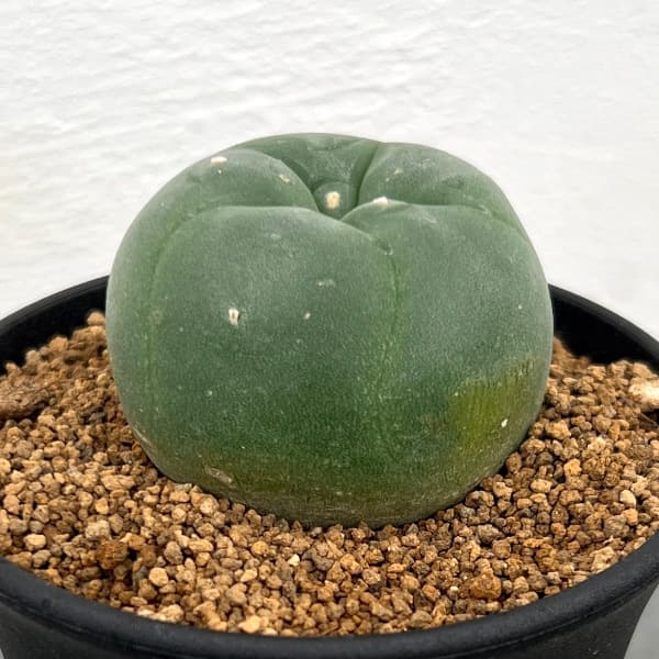 ロフォフォラ:ディフューサ(スイカンギョク) 3号鉢植え