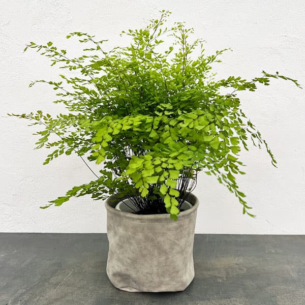 アジアンタム:フラグランス5号鉢植え/レザーポット入り