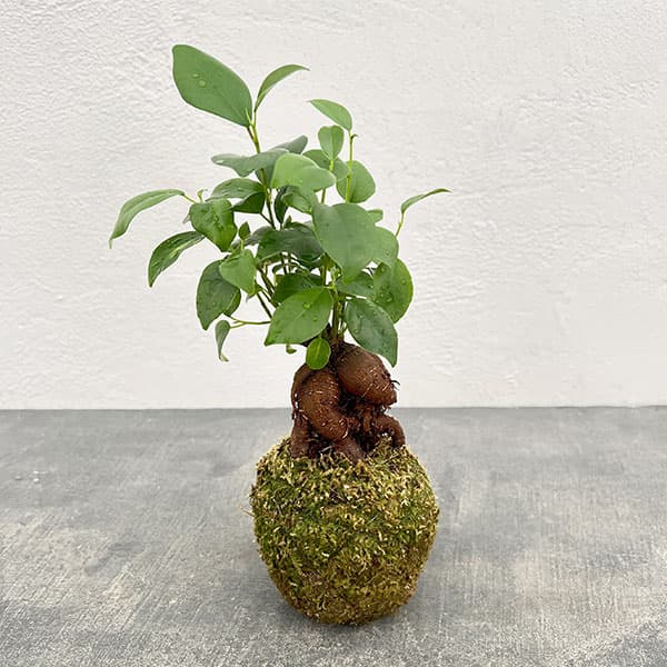 ガジュマル(多幸の木)の苔玉