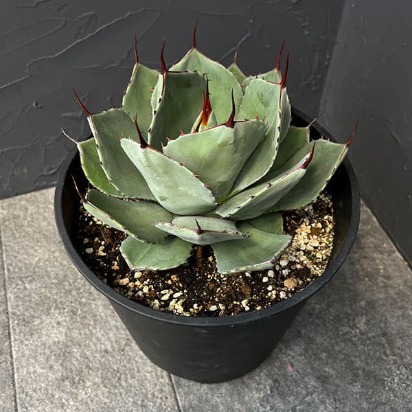 アガベ:パリートルンカータ 8号鉢植え