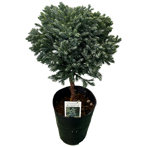 コニファー:ボールバード・スタンド仕立て4号ポット