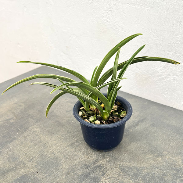 オモト:晃明殿(こうめいでん)4号鉢植え