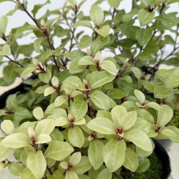 ピットスポルム：エルフィン5号鉢植え