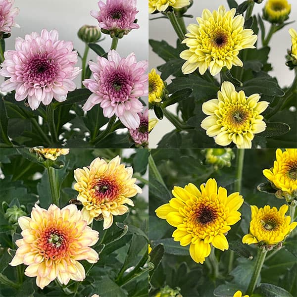 (わけあり特価)ガーデンマム・ジェリーフィッシュ 花色ミックス 5号鉢植え
