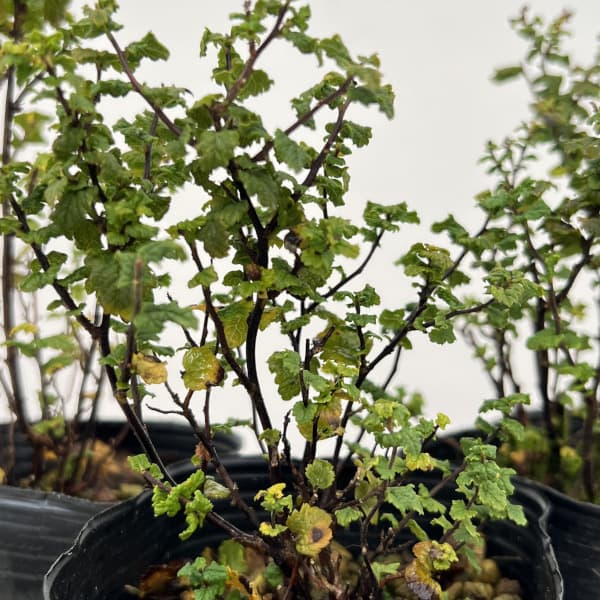 シモツケ：縮葉シモツケ3号ポット