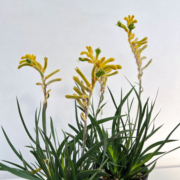 カンガルーポー(アゴニスサントス)イエロー系 4号鉢植え