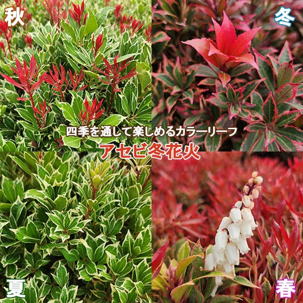 アセビ(馬酔木):冬花火(ふゆはなび)3号ポット