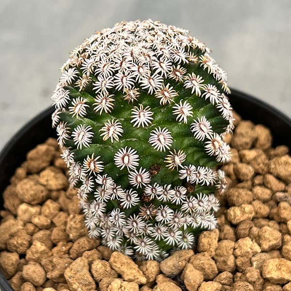 マミラリア:エルナンデシー3号鉢植え