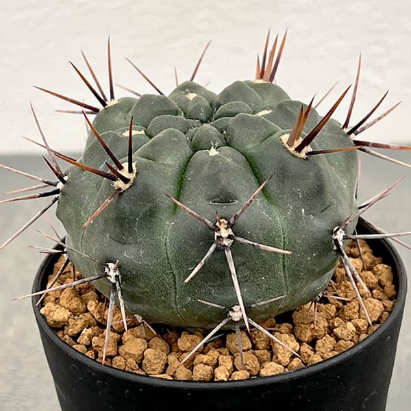 ギムノカリキウム：二グラム　3号鉢植え