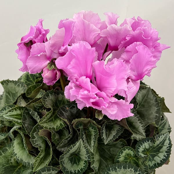 シクラメン：あげは　ライトローズ5号鉢植え