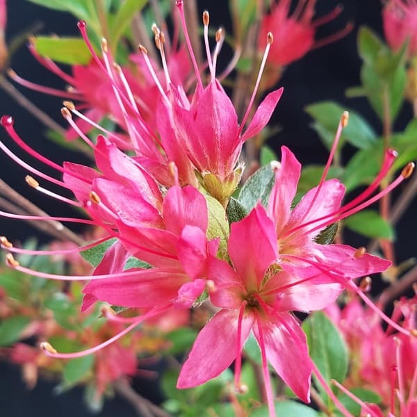 ツツジ：紅長寿（ベニチョウジュ） 根巻き樹高40～50cm