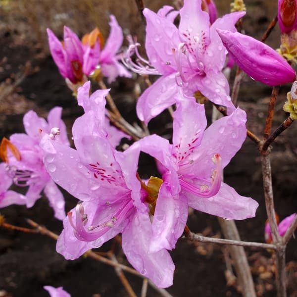 ツツジ：ハヤトミツバツツジ樹高40～50cm根巻き