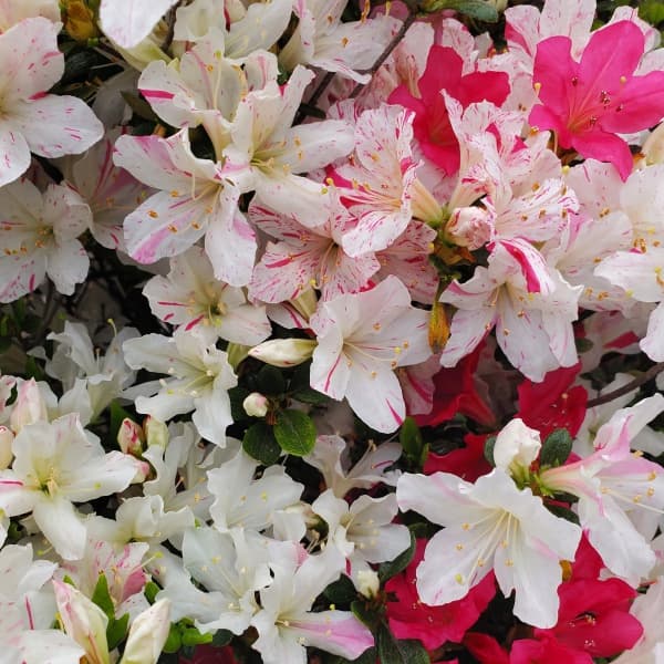 久留米ツツジ：常夏ツツジ（とこなつつつじ）樹高50cm根巻き